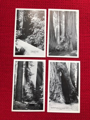 Lot of 4 Vintage POSTCARDS REDWOODS California Unposted RPPC Real Photos TREES