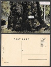 Old California Postcard - The General Sherman Big Tree, Redwood 