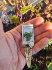 Blackcurrant Mint Cutting - Unrooted - Free Shipping!