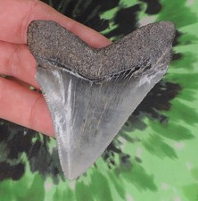 Megalodon Sharks Tooth 3