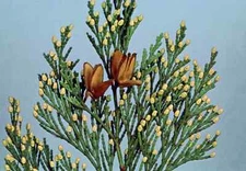 10 California Incense Cedar Seeds