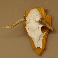 Rehbock abnormes Reh doppelseitiger Kolbenbruch Bock Geweih Rehgeweih Schild