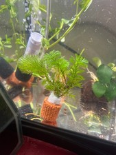 Cabomba Green   Live Aquarium Plant   3 Stem Portion  Background Plant
