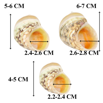 Turbo Spiral Shells for Hermit Crabs - Decorative Tapestry Shells