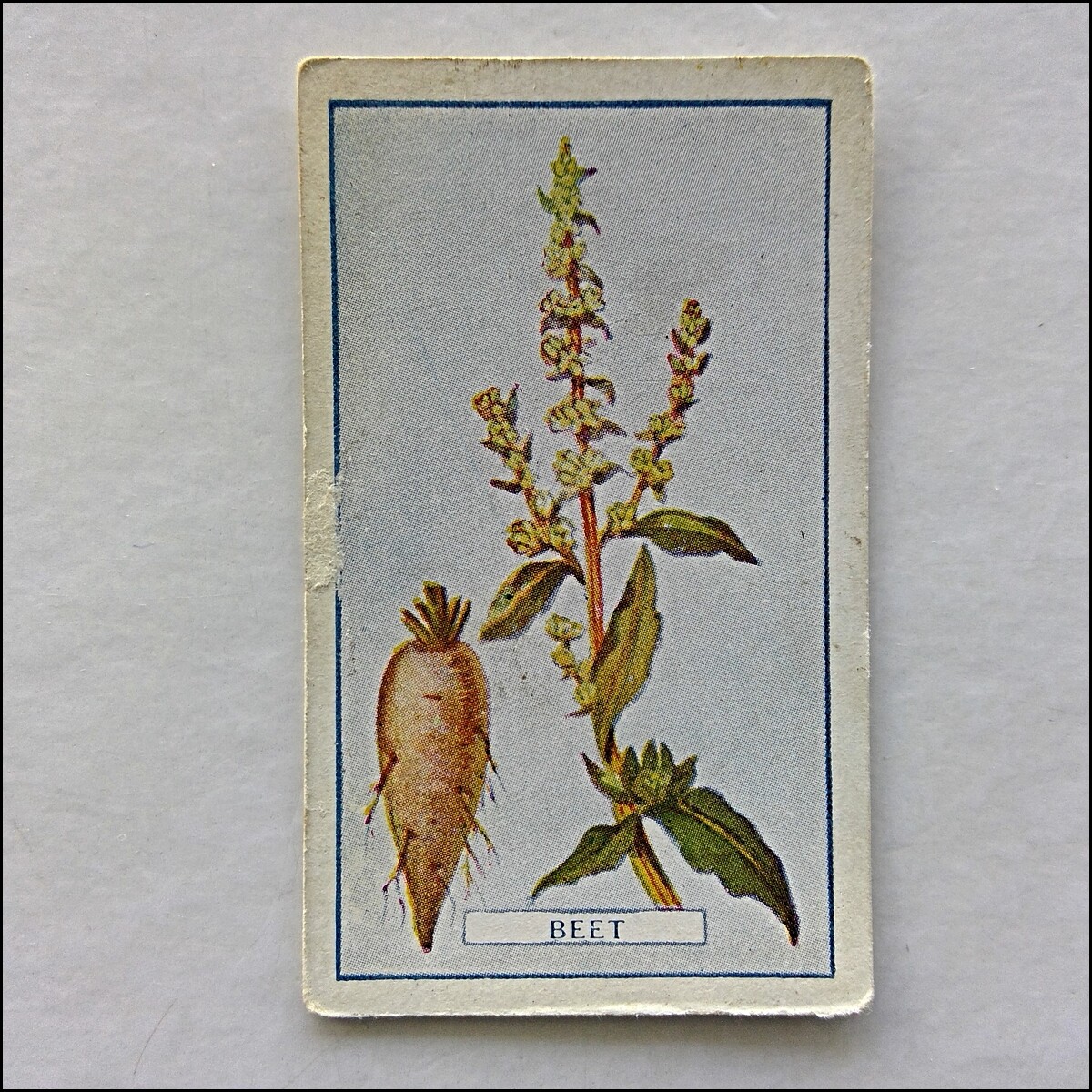 Gallaher Plants of Commercial Value 96 Beet Cigarette Card (CC20)