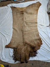 WHITETAIL DEER 72x 32 TANNED DEERSKIN PELT HIDE Cabin Rug Wall
