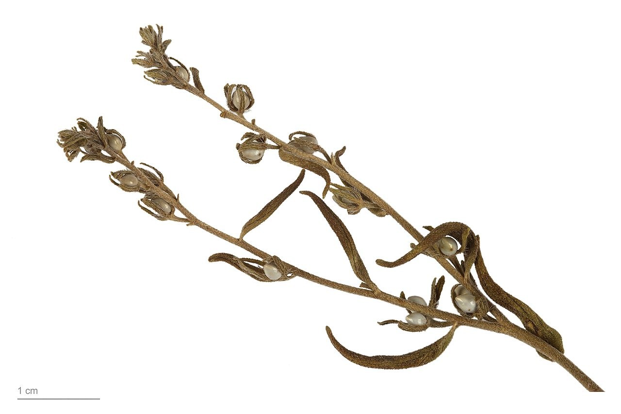 Grémil officinal feuilles séchées rituel infusion bien-être lithospermum - 2