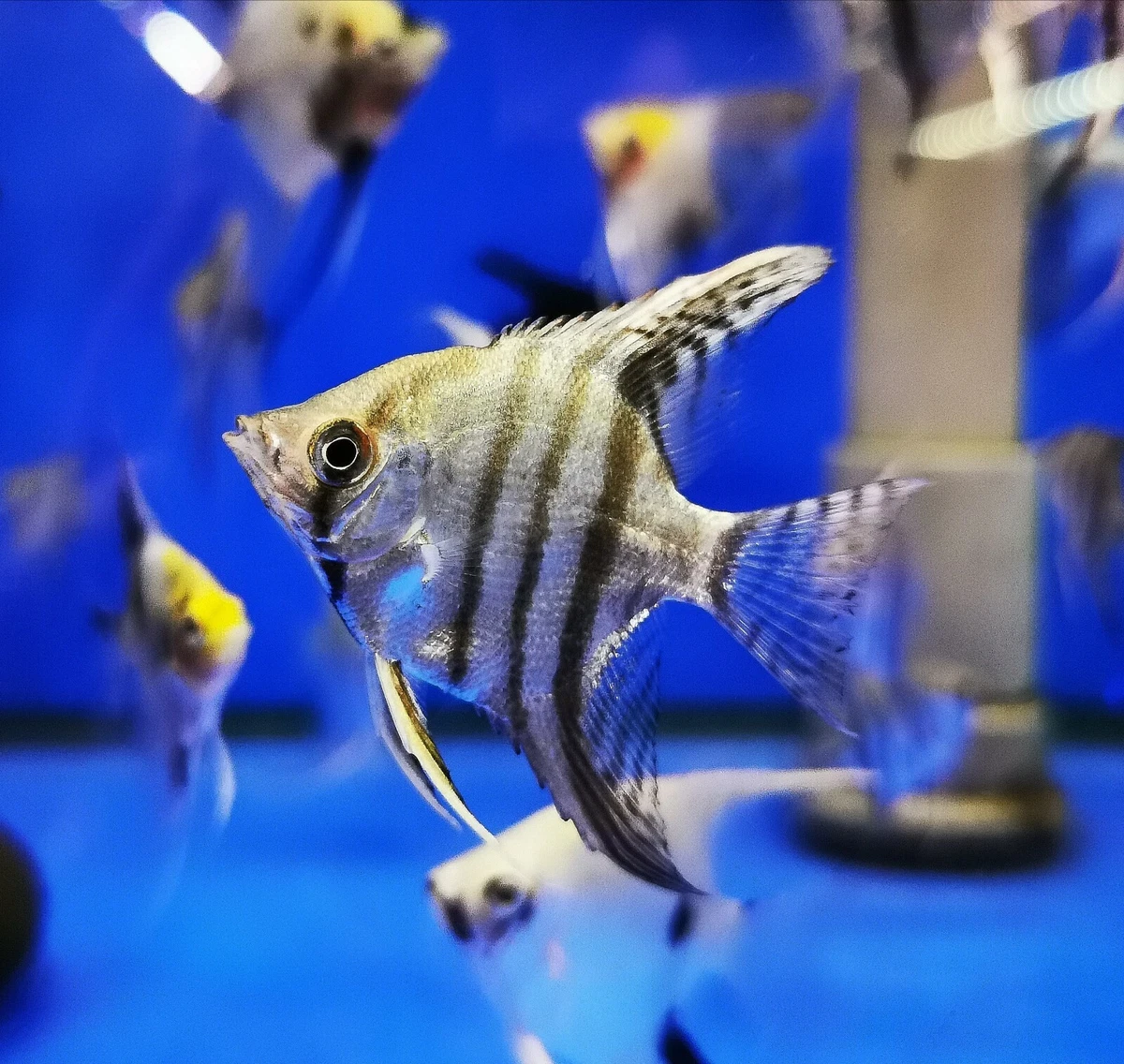 BLUE ZEBRA ANGELFISH TROPICAL ANGEL FISH PTEROPHYLLUM SCALARE