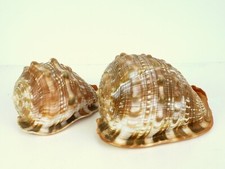 2 x CASSIS  CORNUTA  gehörnte Meeresschnecke   echte Schnecke Muschel