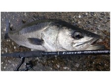 Yamaga Blanks Early for Seabass 93M