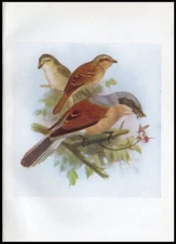 1917 H. Dresser Birds of Britain Original Antique Bird Print Red Backed Shrike
