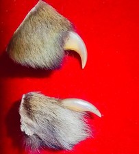 tiger claws
