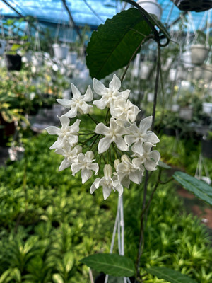 Hoya Verstegii Easy Care Collector Plant Gift for Plant Lovers