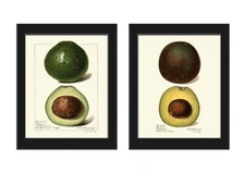 Avocado Wall Art Print Botanical Set of 2 Beautiful Vintage Fruit Unframed