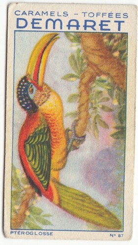 PTEROGLOSSUS BEAUHARNAİSİİ ARAÇARİ DE BEAUHARNAİS TOUCAN OISEAU BIRD IMAGE CARD - Foto 1 di 2