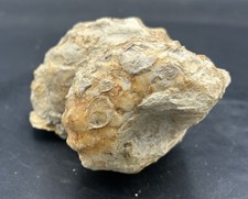 Nice Prepped 4” Texas Fossil Heteromorph Ammonite Mariella Turrilite, Main St!