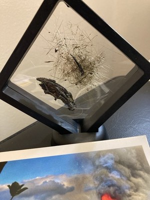 TEPHRA · KĪLAUEA 2026Stabilized Eruption Specimen · Volcano Village, Hawaiʻi