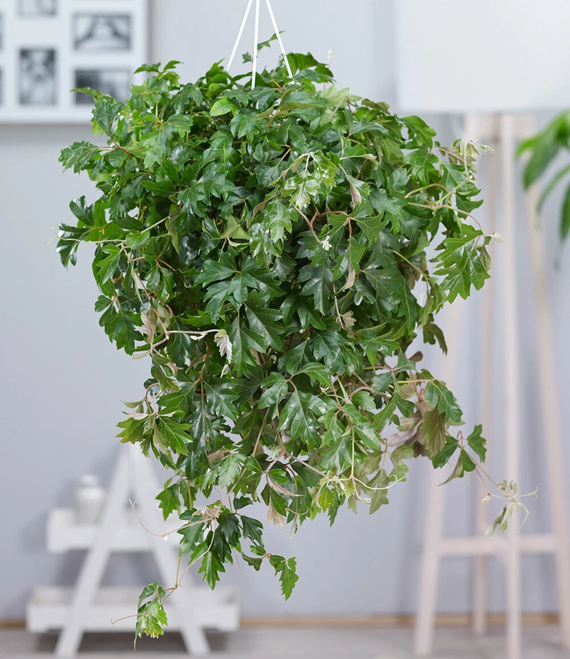 Hängepflanze Cissus, 1 Pflanze Zimmerpflanze hängend Zimmerpflanze - Bild 3 von 4
