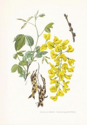 1960 COMMON LABURNUM Druck - Botanische Kunst - Vintage Pflanze - 7,5 x 10,6 cm