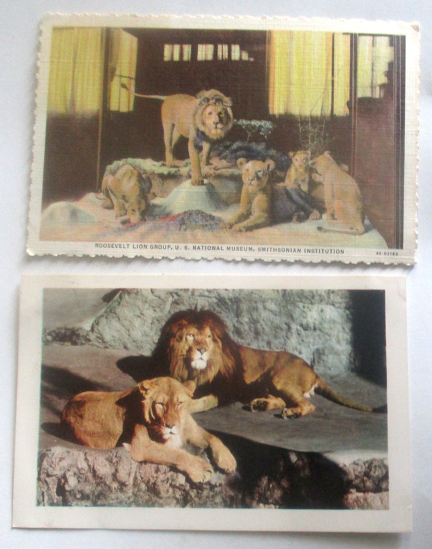 2 Vintage 1960s chrome postcards of LION FAMILIES in American Zoos