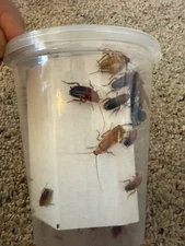 Red Runner Roaches Mixed Size Colony 50+