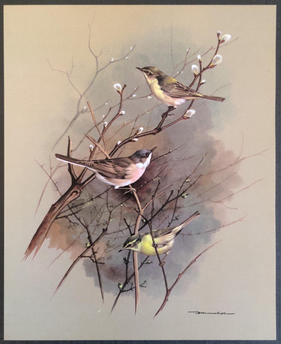 Basil Ede Birds Willow Warbler and Whitethroat Vintage Art