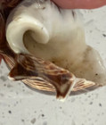 King CrownConch Seashell Brow striped Melongena — photo 7