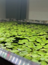 Amazon Frogbit | Live Aquarium Plants | Volume Priced