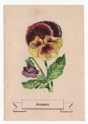 1920s Pansy Flower Trading Card Weber Bread D35? Like S49 Tobacco Silks