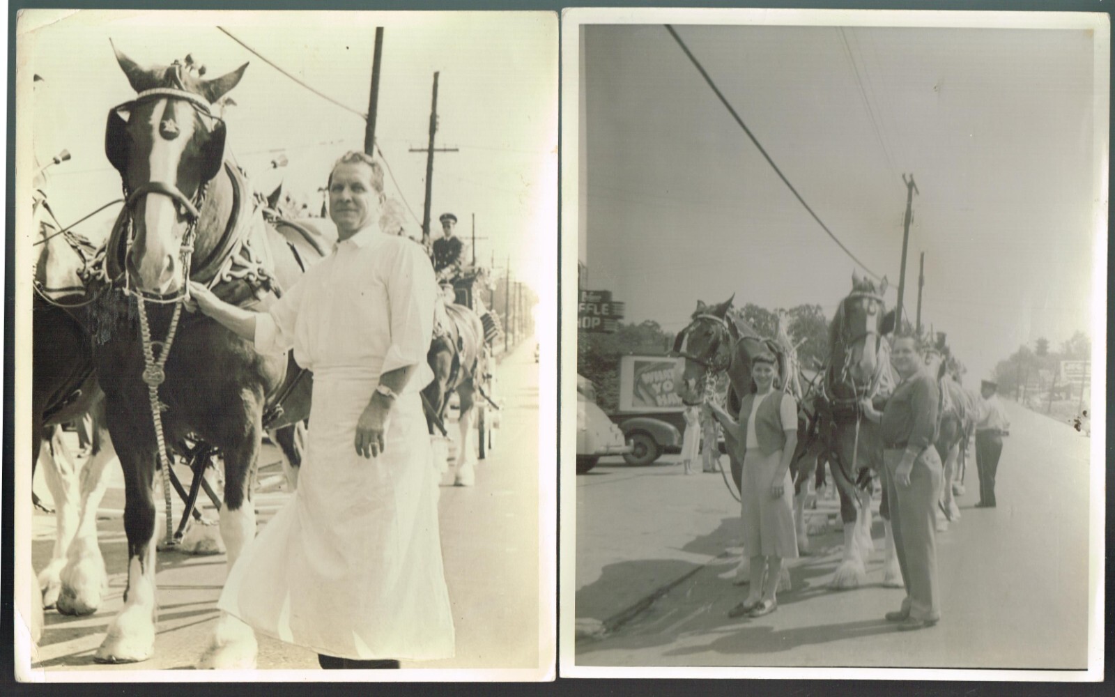 Clydesdale horses 2 vintage 8x10 photographs Knoxville Tennessee eBay