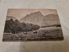 Postcard . Capetown. Ostrich. South Africa. Vintage. c1910's 