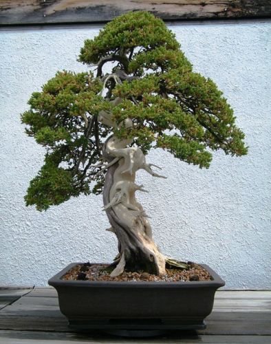 GLAZED BONSAI CONTAINERS (2) SQUARE AND OVAL - Picture 6 of 7