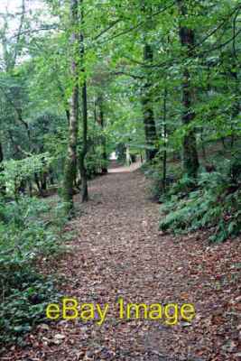 Foto 6x4 Der Weg des Heiligen in Warren Wood St Blazey Der westliche Zweig von c2007