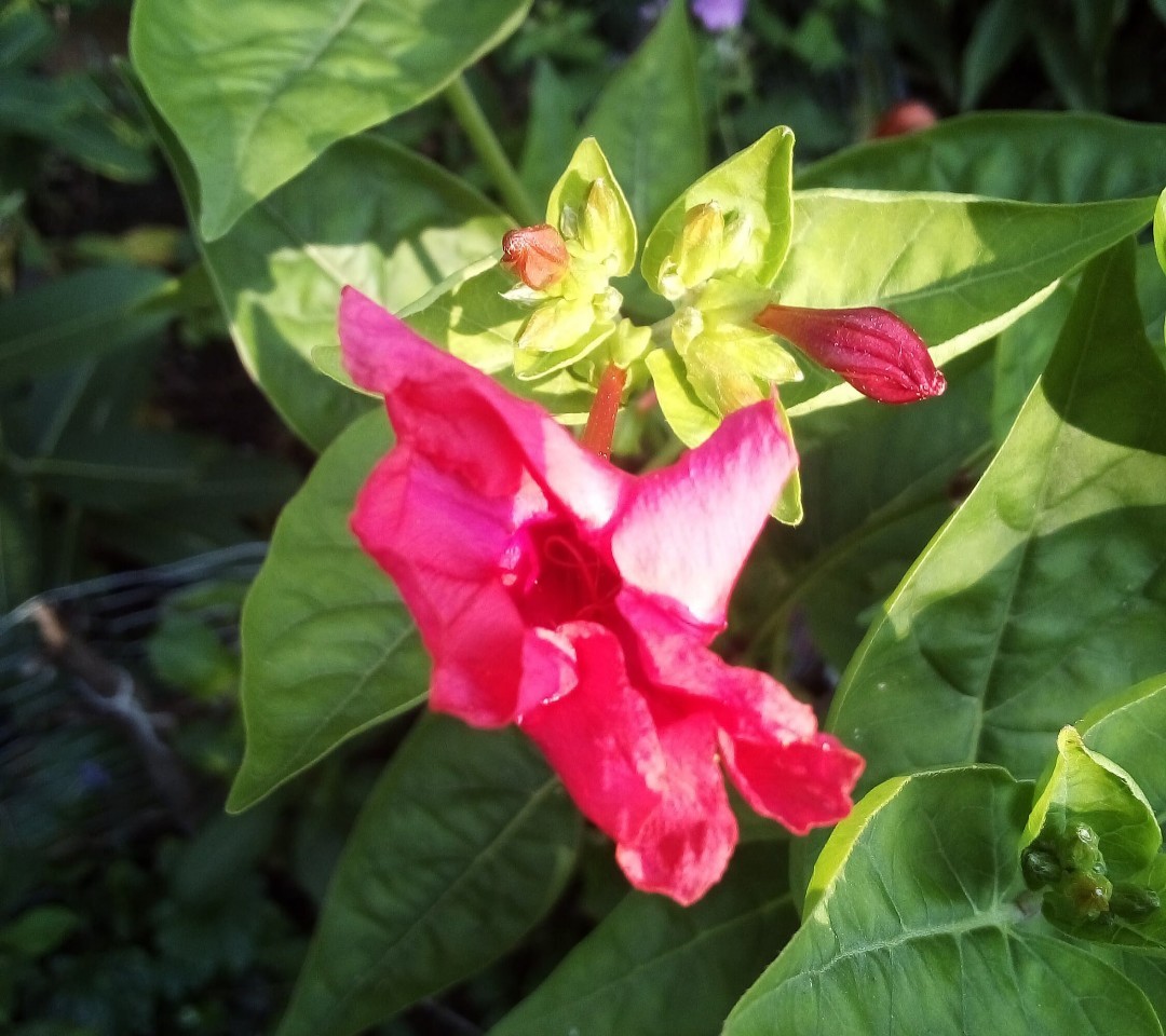Four O'Clock Flower Mirabilis Jalapa Tubers (Bulbs)