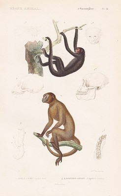 Lagothrix Grison monkey Affen Primaten engraving gravure Stahlstich Cuvier 1849.