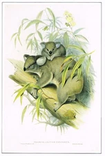 Koala 1991 4.75" x 7.25" Animal Print J Gould H C Richter  #00