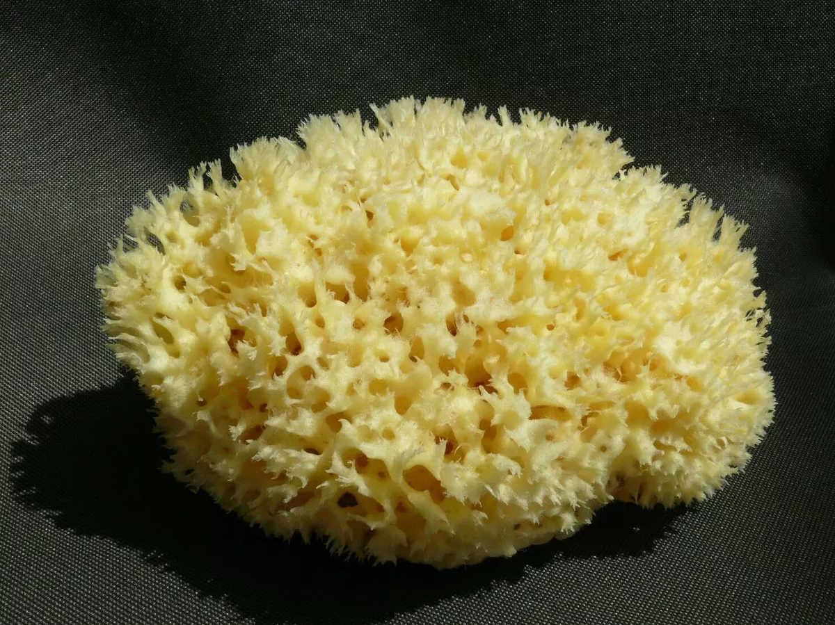 Natural Sea BIG Sponge BATH 17cm Large FROM GREECE