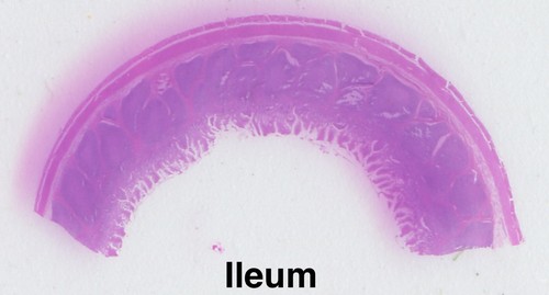 MAMMAL HISTOLOGY Microscope Slides set ORGAN SYSTEMS Carolina Biological Supply - Picture 5 of 7