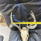 Wild Whitetail Deer Antler  Horn European skull shed — photo 2