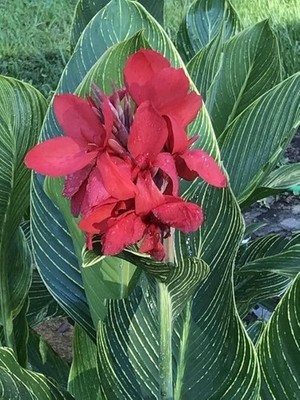 Pretty Imported Double Canna Lily Maroon Colour Flower Bulb Pack Of 3 Bulbs