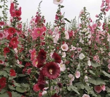 30+ SEEDS  INDIAN SPRINGS HOLLYHOCK ALCEA ROSEA, Buy2get2Free(add2tocart)