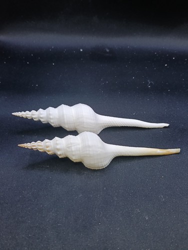 2 X fusinus colus distaff spindle sea shells #13241 - Picture 2 of 4