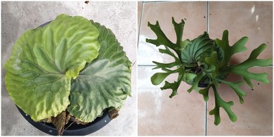 Platycerium Bifurcatum Live Plant Staghorn Fern Netherlands 3 Inch Pot Indoor Yard Garden Outdoor Living Plants Seeds Bulbs