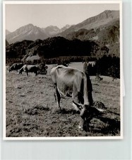 52119798 - 8980 Oberstdorf Ort handschriftlich Kuh