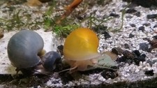 Golden Mystery Snails Pomacea Bridgesii Live Freshwater Snail 50 for 100