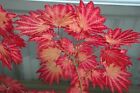 Acer japonicum 'Blushing Beauty' Rare full moon Japanese Maple 1gal