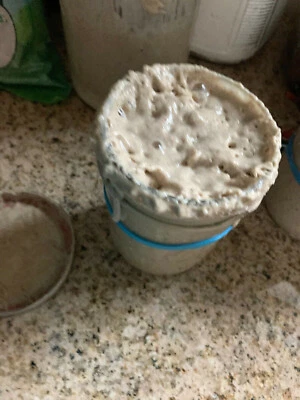 San Francisco SOURDOUGH STARTER WELL OVER 220 YRS OLD VERY STRONG VERY SOUR