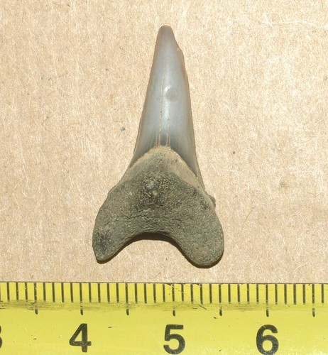 Acrolamna saratovi, RARE shark tooth from Cretaceous of Tambov region, Russia - Picture 2 of 15