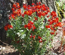 WALLFLOWER ENGLISH Cheiranthus Cheiri - 2,500 Bulk Seeds