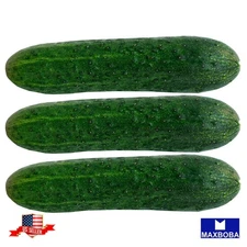 20 Marketmore 76 Cucumber Fresh Seeds (Organic) Non-GMO Heirloom